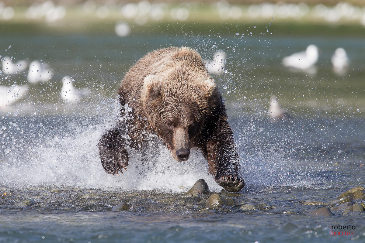 Canon EF 300mm F2.8L IS USM sample photo. Grizzly (geographic harbor) photography