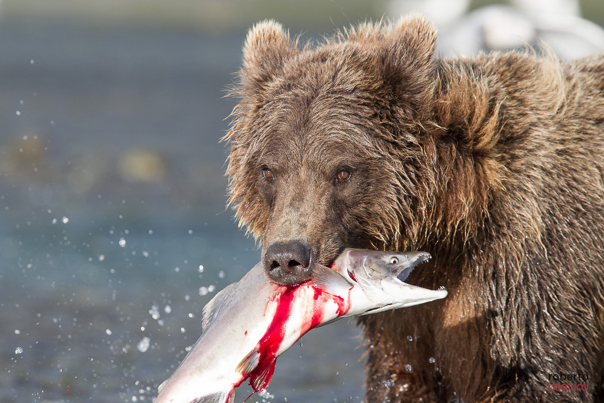 Canon EOS-1D Mark IV + Canon EF 300mm F2.8L IS USM sample photo. Grizzly (geographic harbor) photography