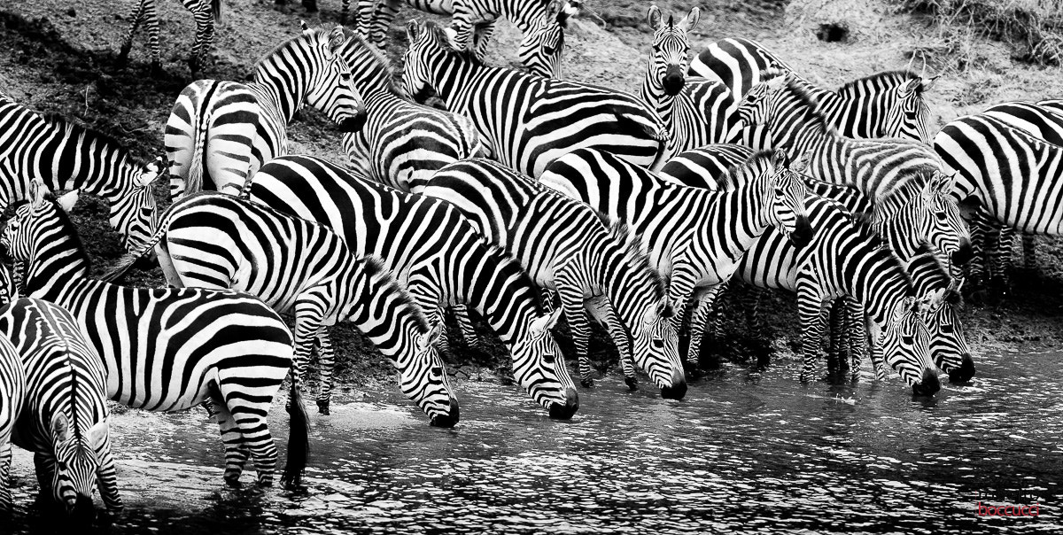 Canon EF 300mm F2.8L IS USM sample photo. Zebra - masai mara photography