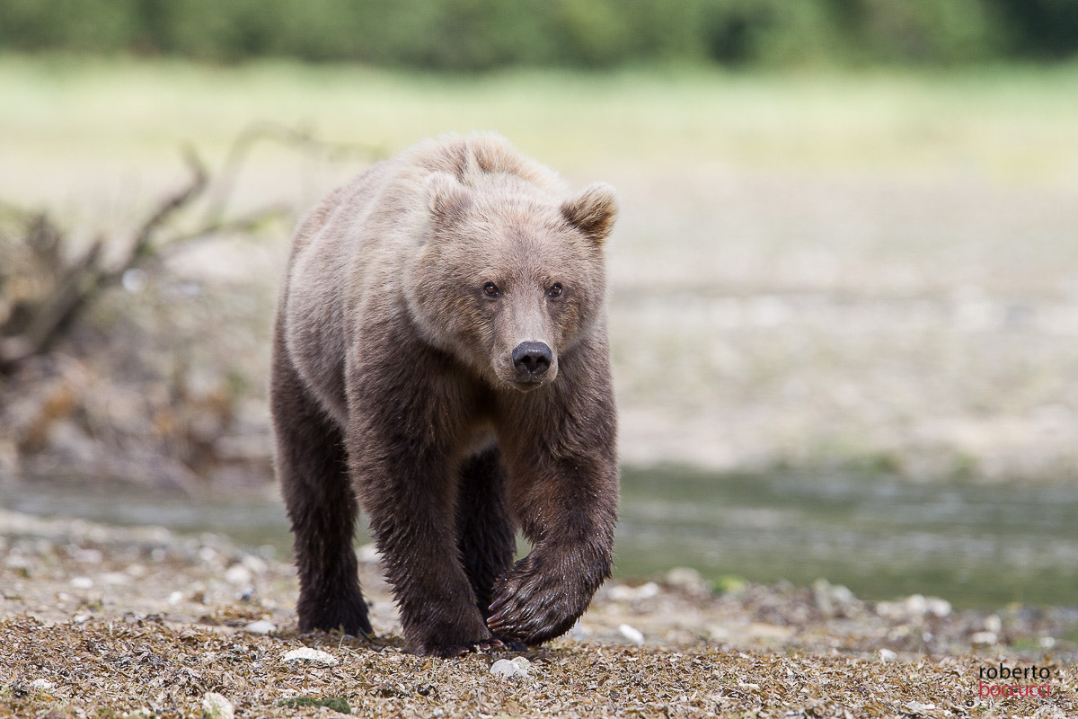 Canon EOS-1D Mark IV sample photo. Grizzly (geographic harbor) photography