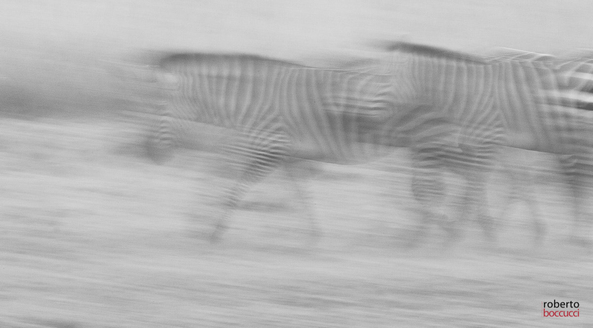 Canon EF 300mm F2.8L IS USM sample photo. Zebre (masai mara) photography