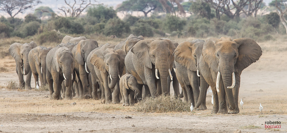 Canon EF 300mm F2.8L IS USM sample photo. Elefanti - amboseli photography