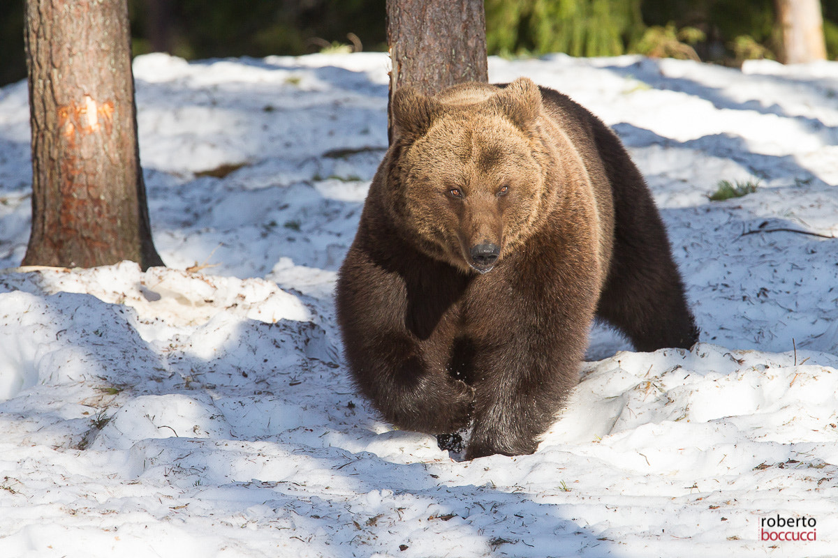 Canon EF 300mm F2.8L IS USM sample photo. Bear (finland) photography