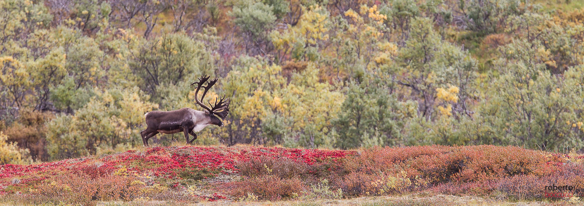 Canon EF 300mm F2.8L IS USM sample photo. Caribou- denali np photography