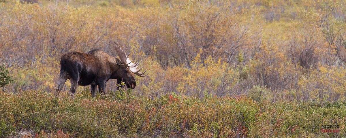 Canon EF 300mm F2.8L IS USM sample photo. Moose (denali np) photography