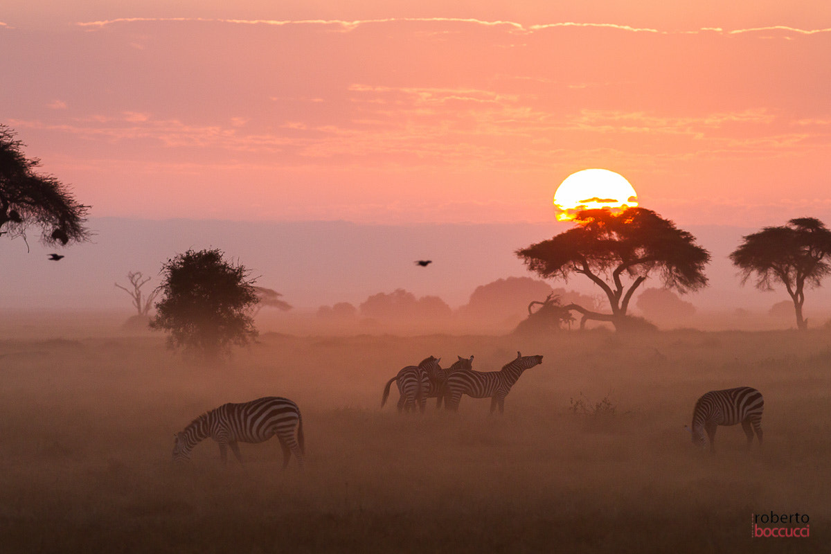 Canon EF 300mm F2.8L IS USM sample photo. Zebre - amboseli photography