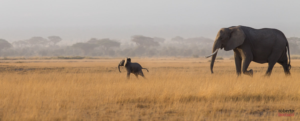 Canon EF 300mm F2.8L IS USM sample photo. Elefante - amboseli photography