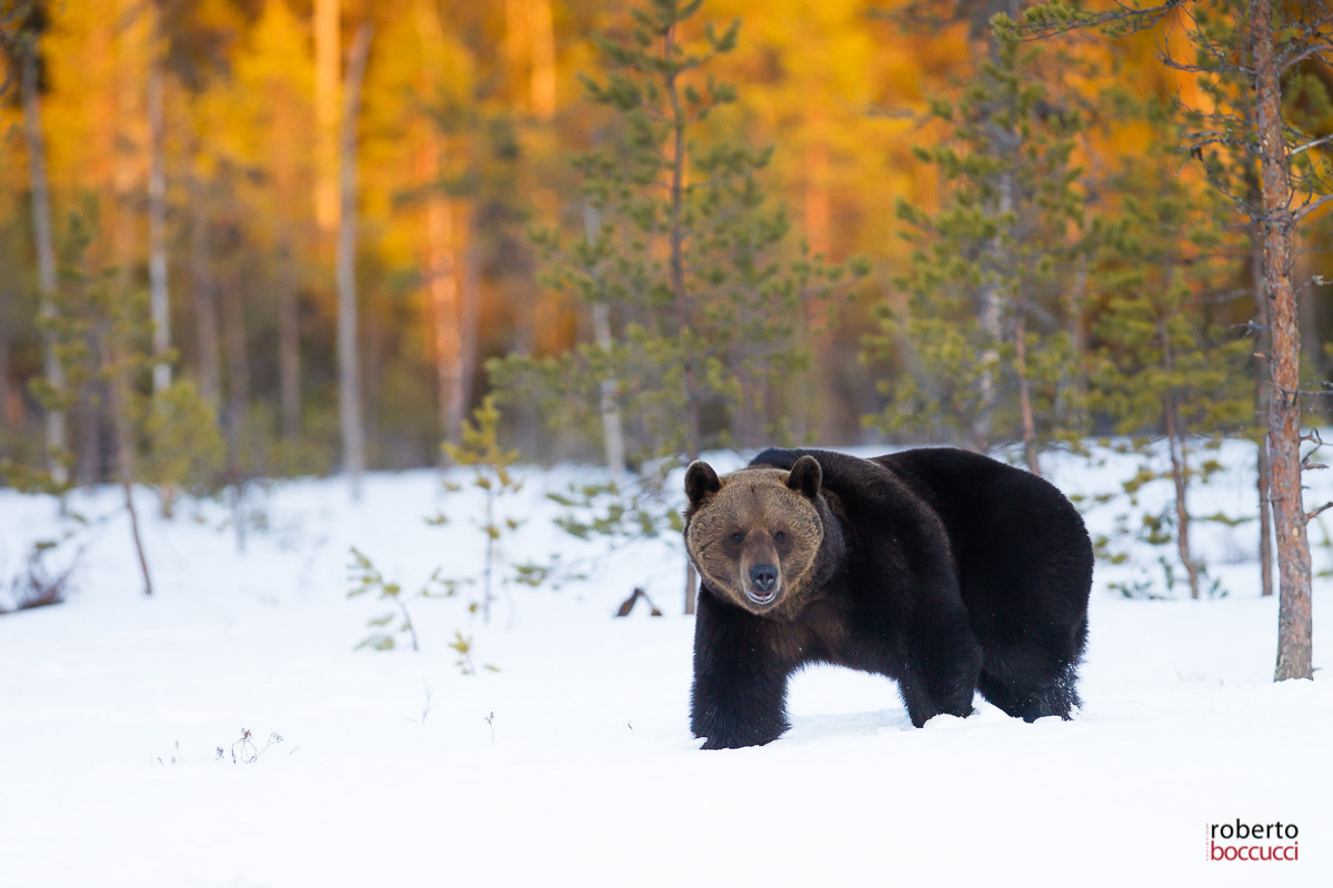 Canon EF 300mm F2.8L IS USM sample photo. Bear (finland) photography