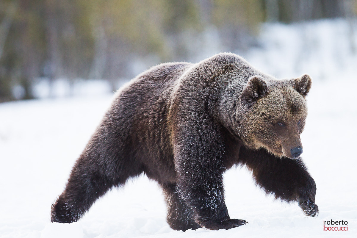 Canon EF 300mm F2.8L IS USM sample photo. Bear (finland) photography