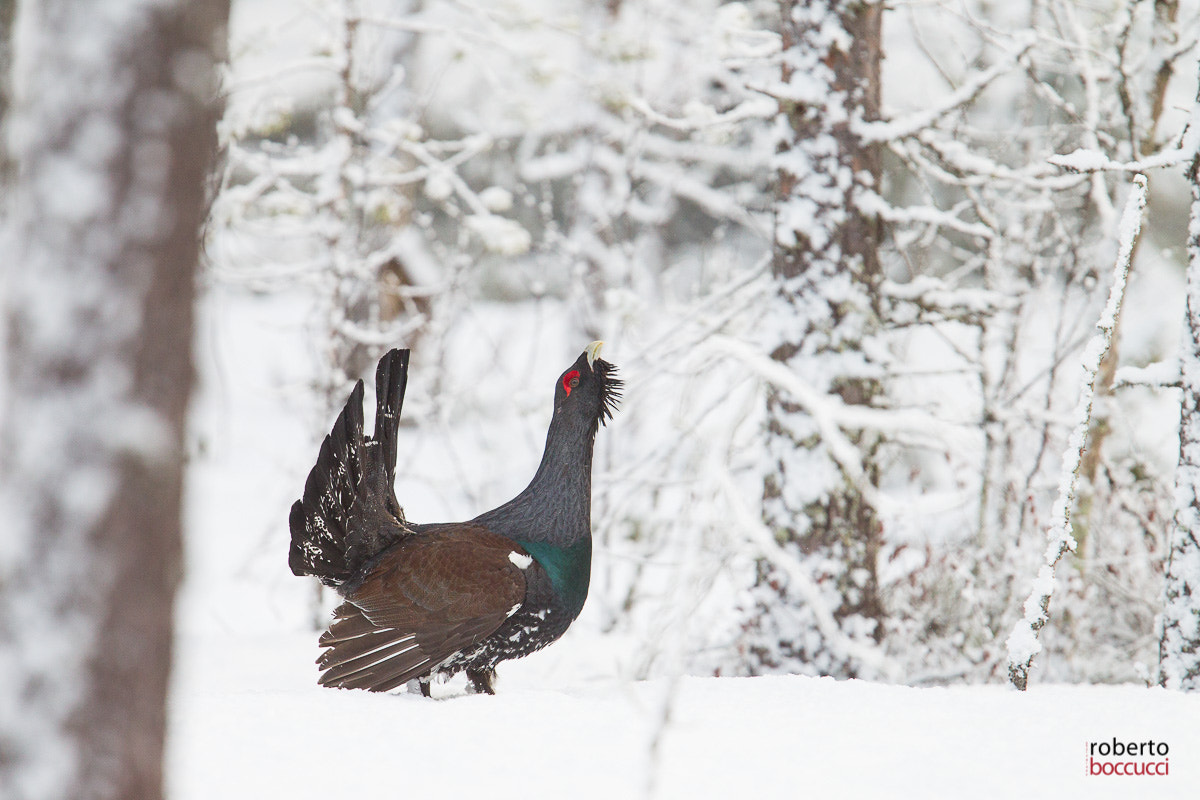 Canon EF 300mm F2.8L IS USM sample photo. Capercaillie (finland) photography