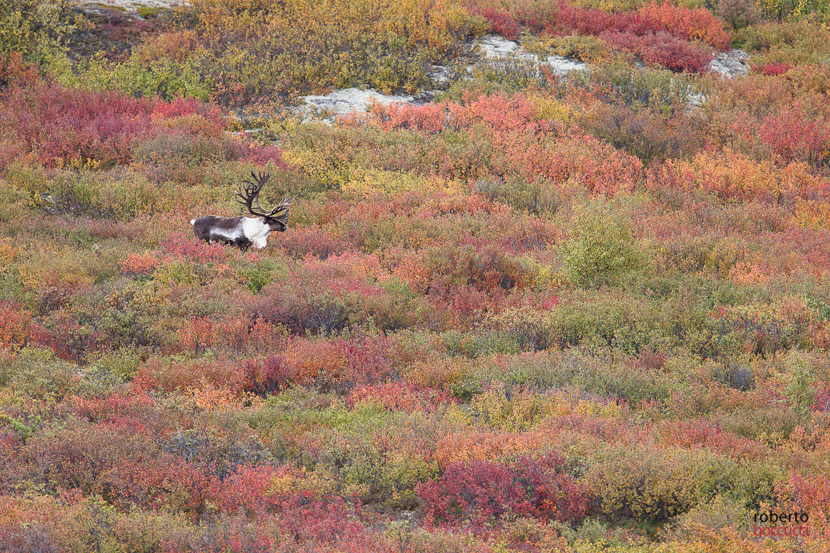 Canon EOS-1D Mark IV + Canon EF 300mm F2.8L IS USM sample photo. Caribou- denali np photography
