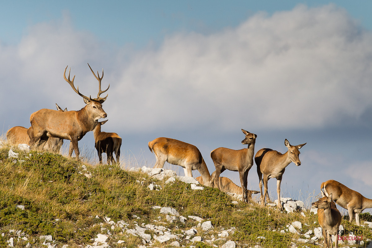 Canon EOS-1D Mark IV sample photo. Red deer (abruzzo) photography