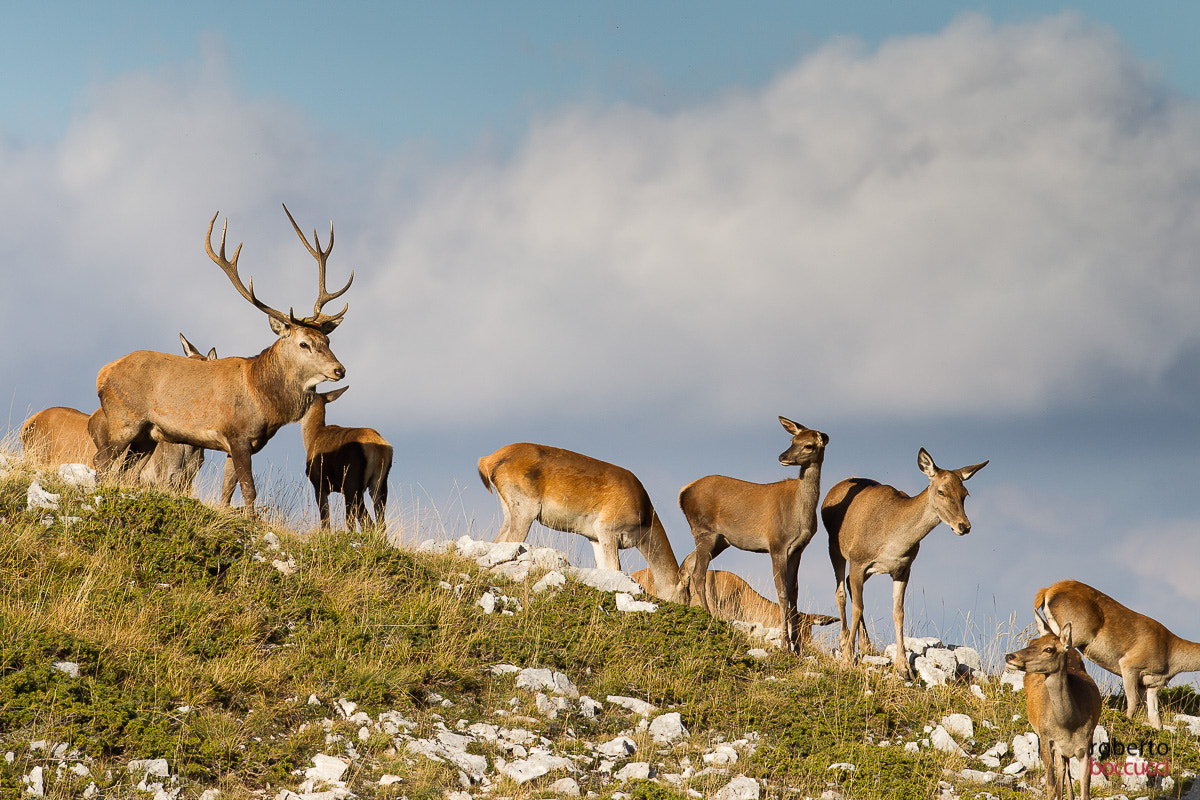 Canon EF 300mm F2.8L IS USM sample photo. Red deer (abruzzo) photography
