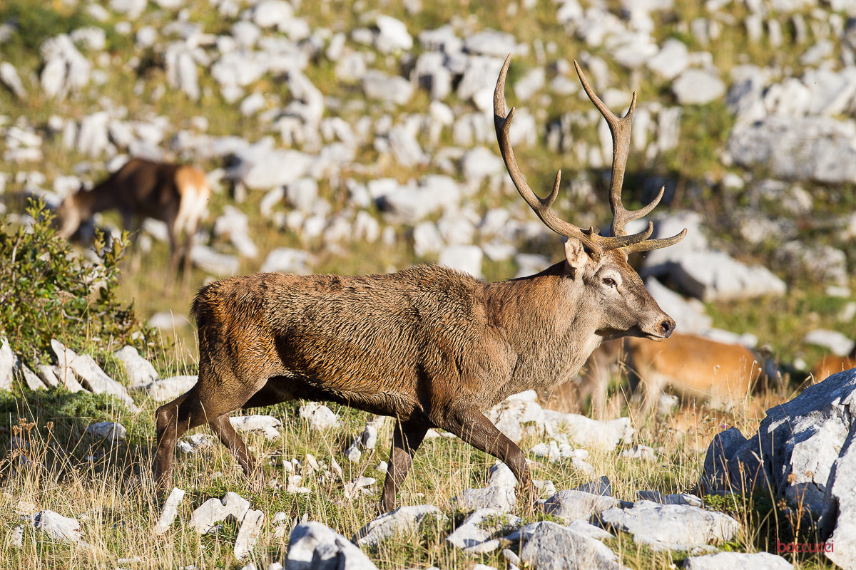 Canon EOS-1D Mark IV sample photo. Red deer (abruzzo) photography