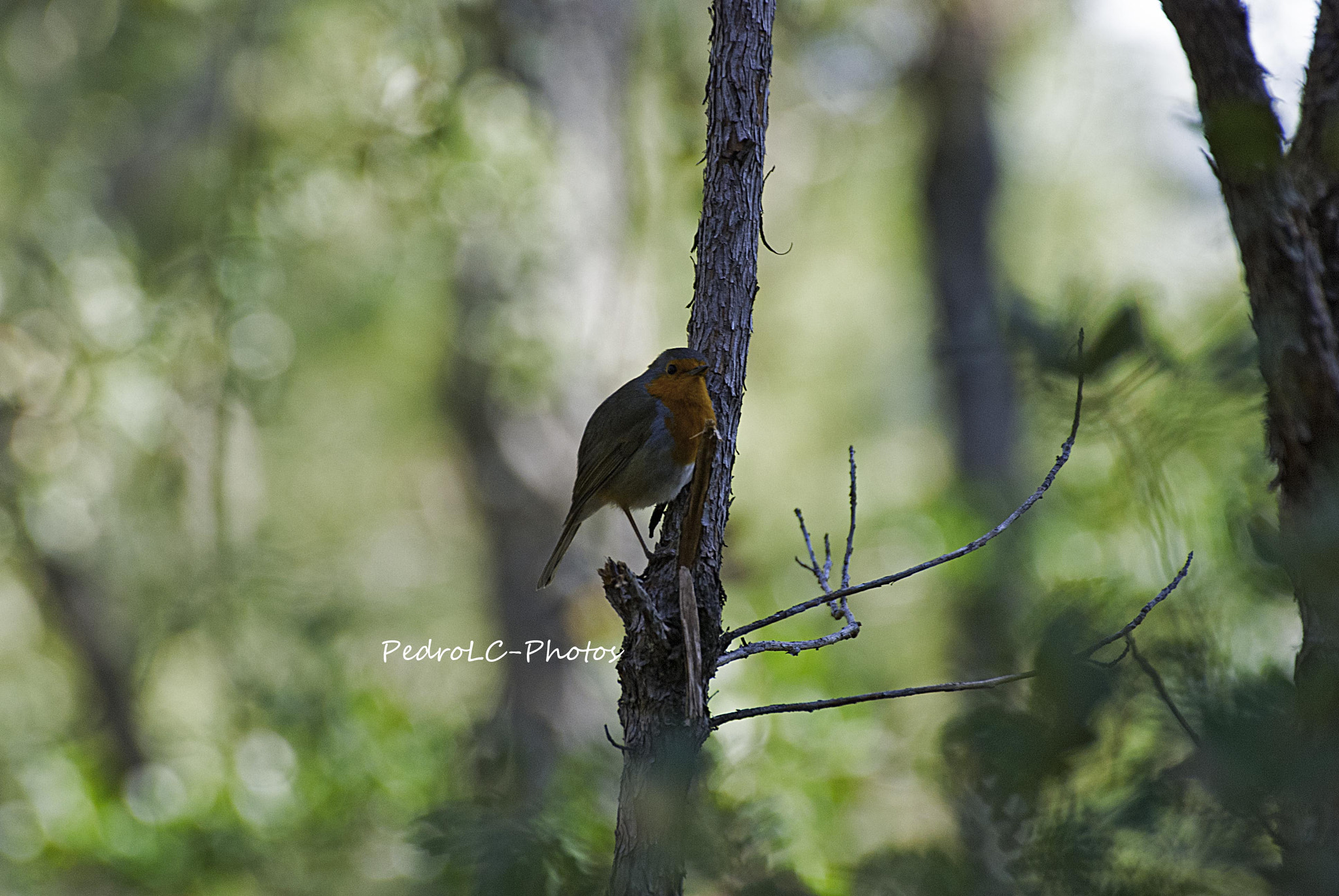 Nikon D80 + Sigma 70-300mm F4-5.6 DG OS sample photo. Pisco-de-peito-ruivo photography