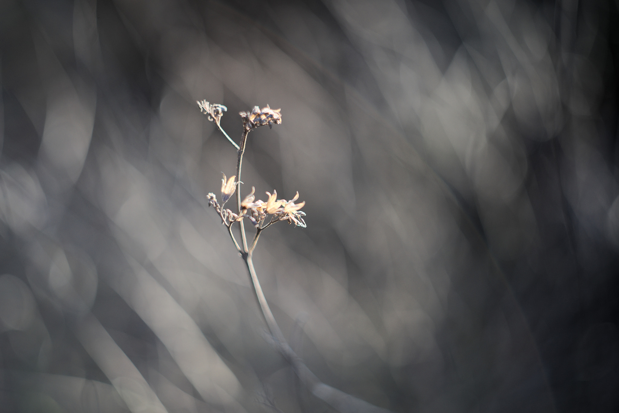 Manual Lens No CPU sample photo. Lonely photography