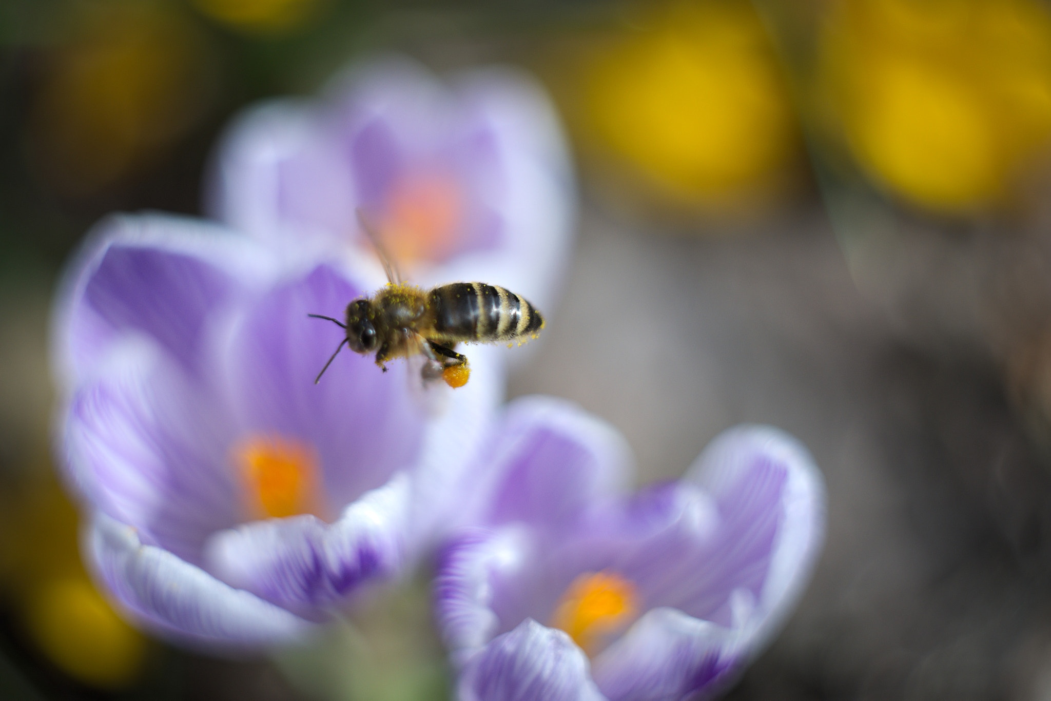 Manual Lens No CPU sample photo. Hovering photography