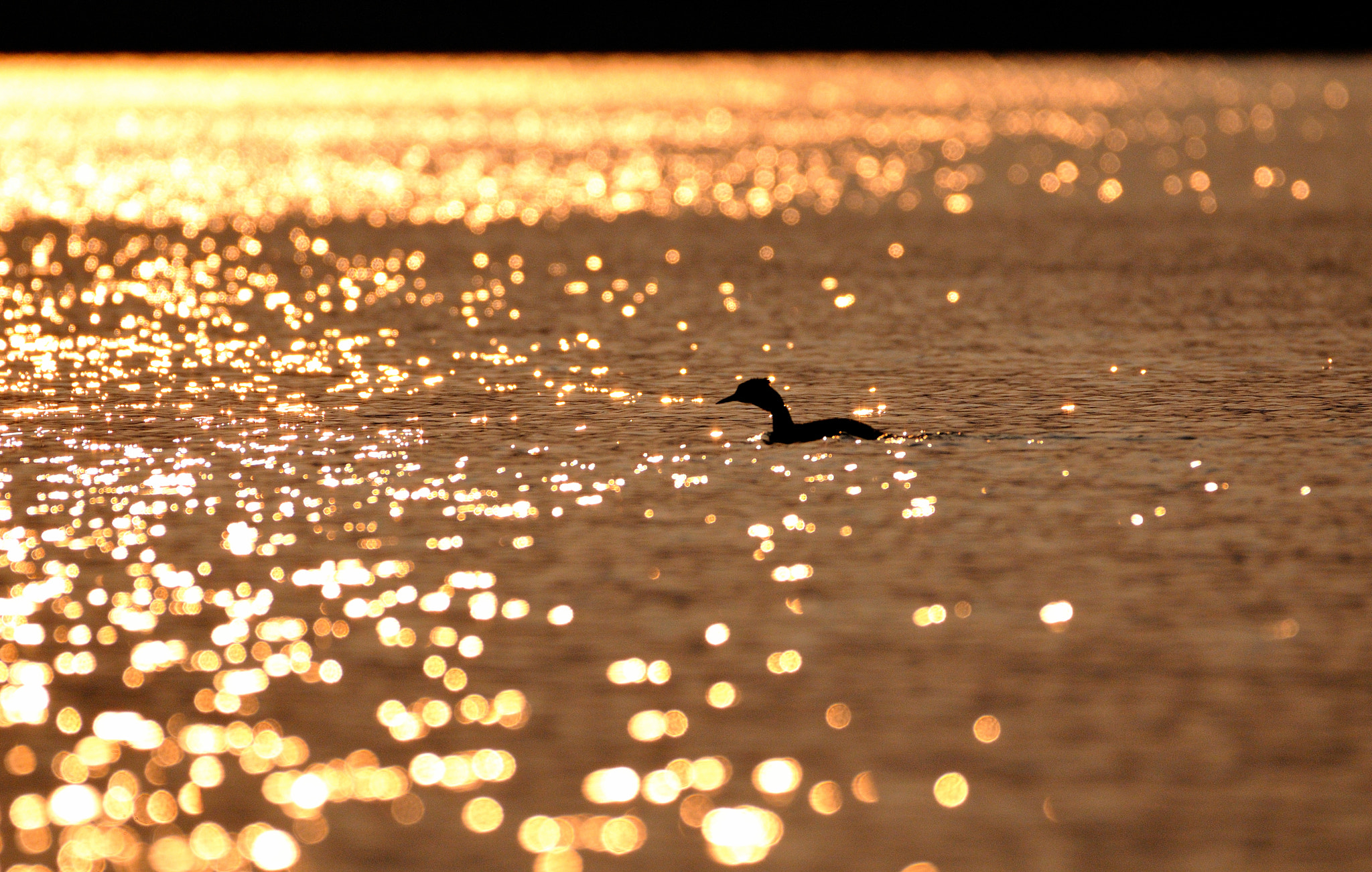 Nikon AF-S Nikkor 200-500mm F5.6E ED VR sample photo. - photography