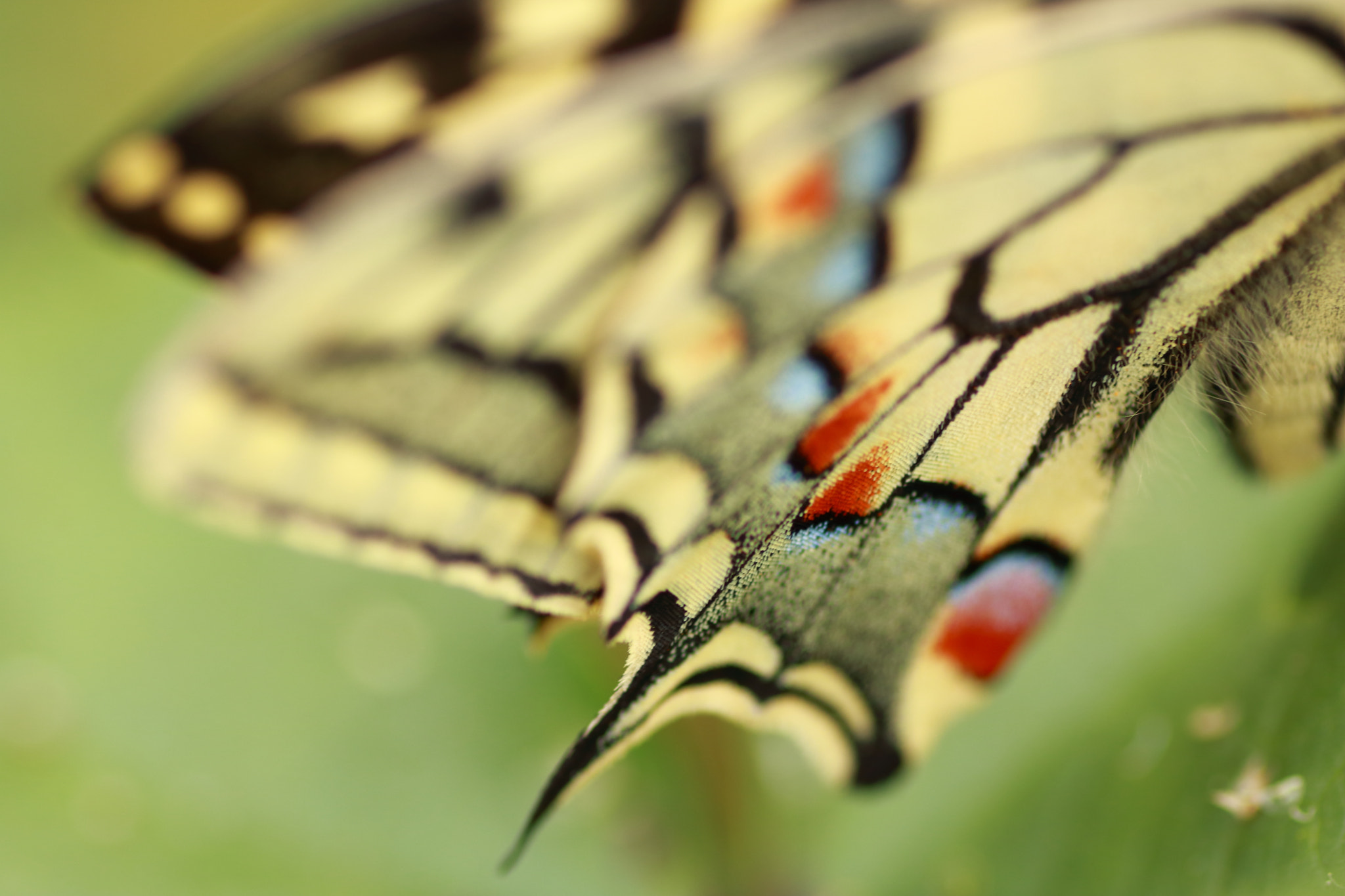 Tamron SP AF 90mm F2.8 Di Macro sample photo. Butterfly texture photography
