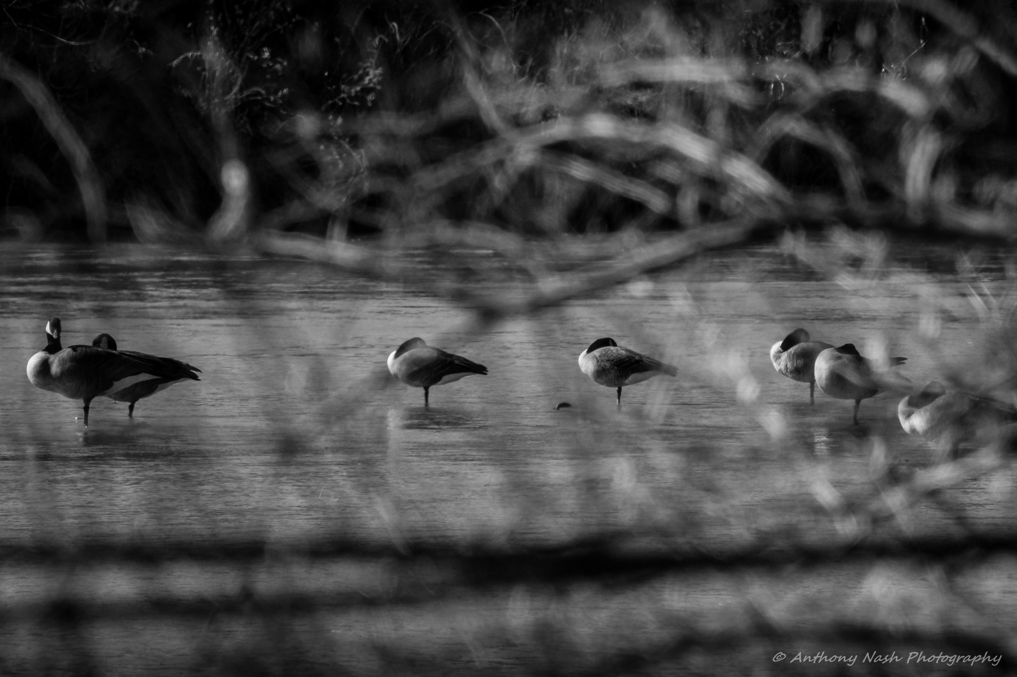 Nikon 1 S1 + VR 70-300mm f/4.5-5.6G sample photo. Basking on the rio grande photography