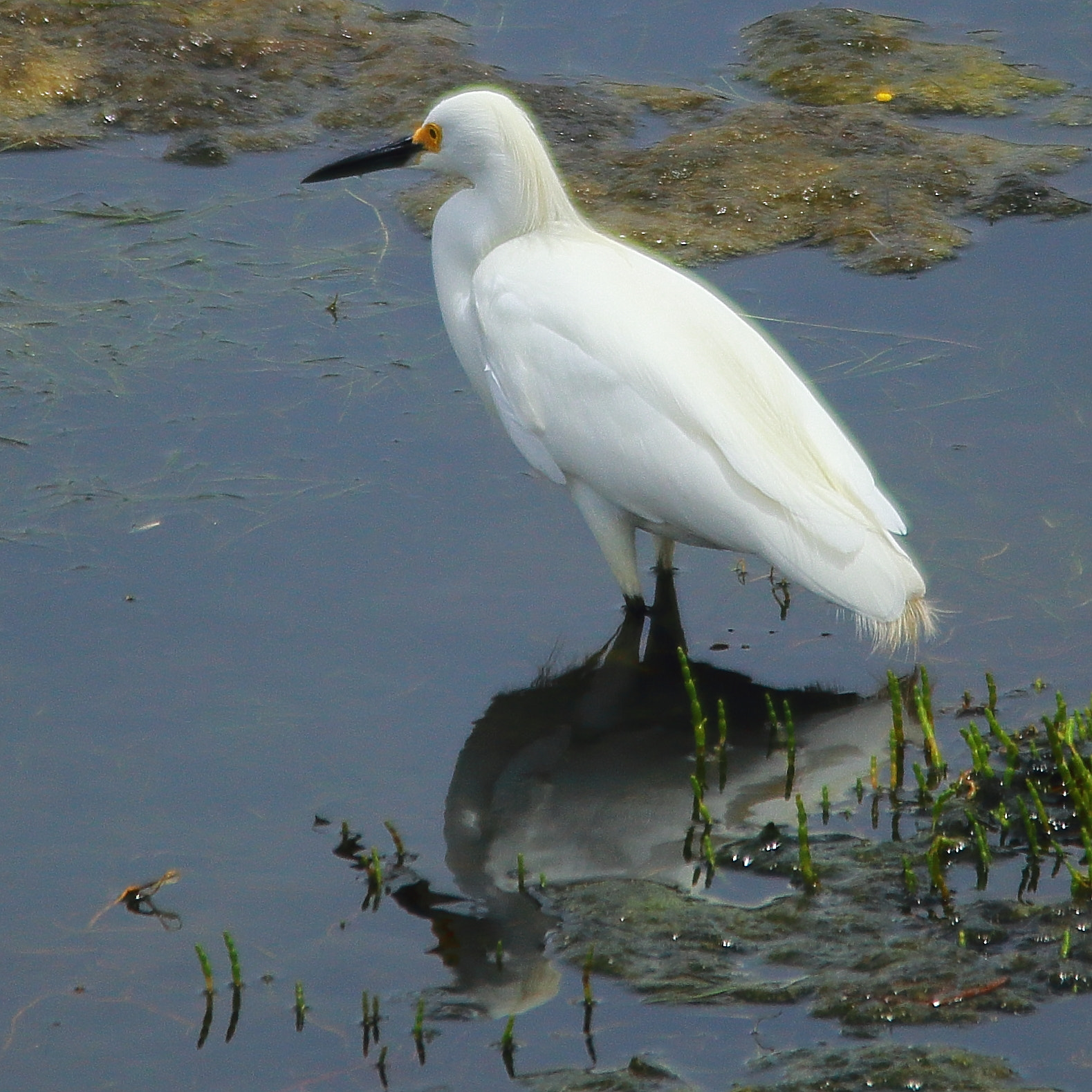 Sigma 150-500mm F5-6.3 DG OS HSM sample photo