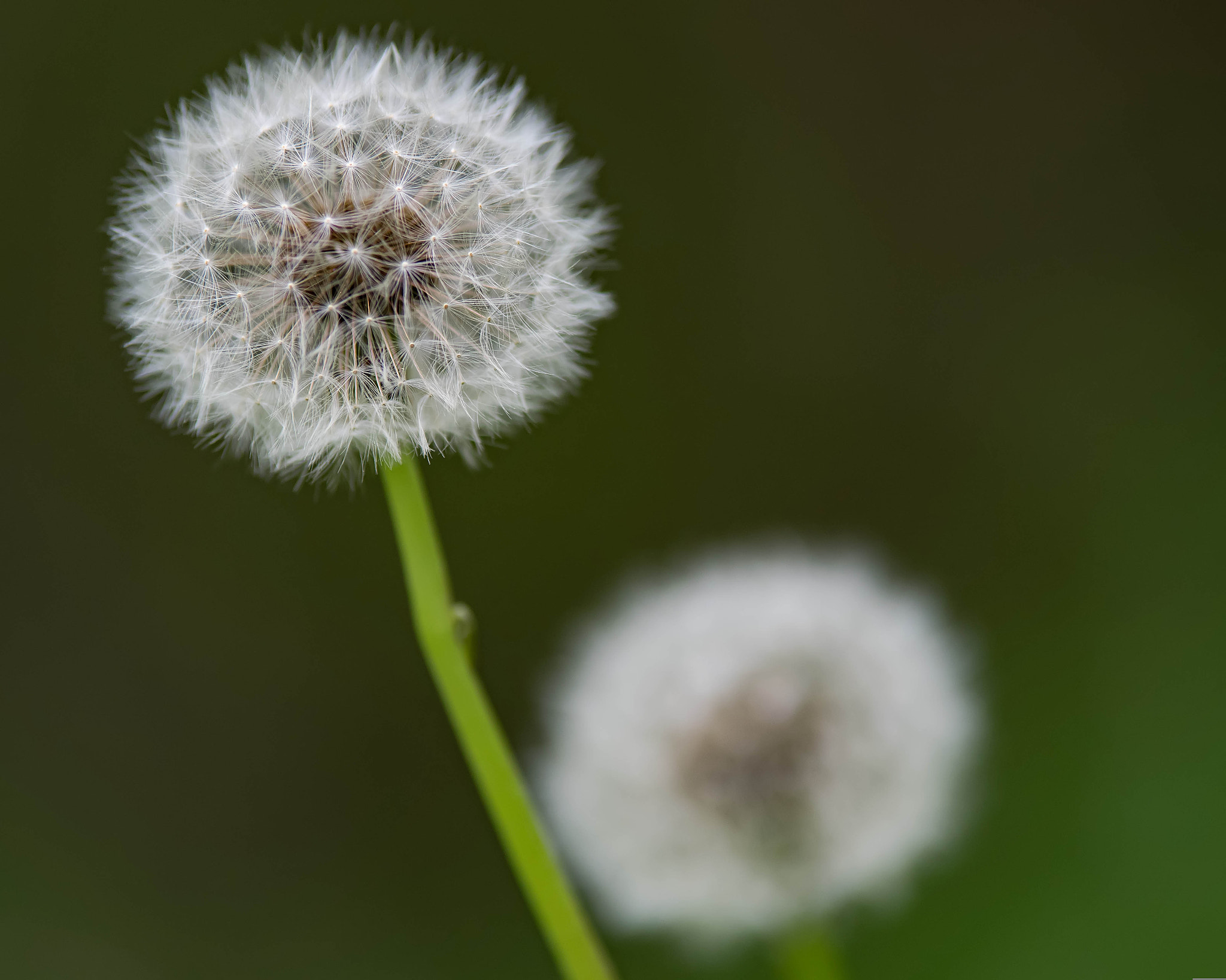 Pentax K-3 sample photo. 25987007141.jpg photography