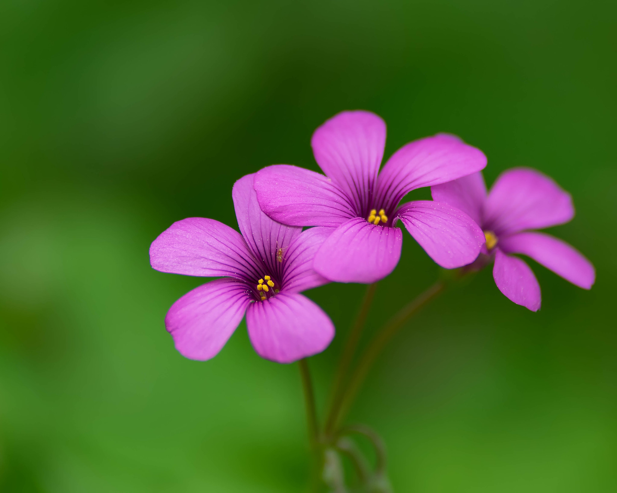 Pentax K-3 sample photo. 25780497330.jpg photography