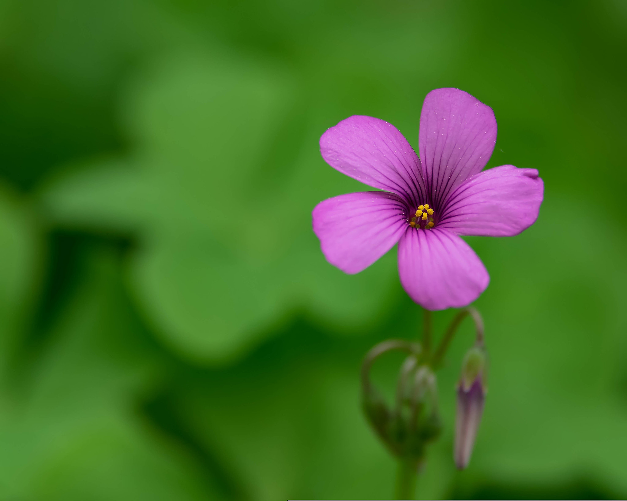 Pentax K-3 sample photo. 25780496100.jpg photography