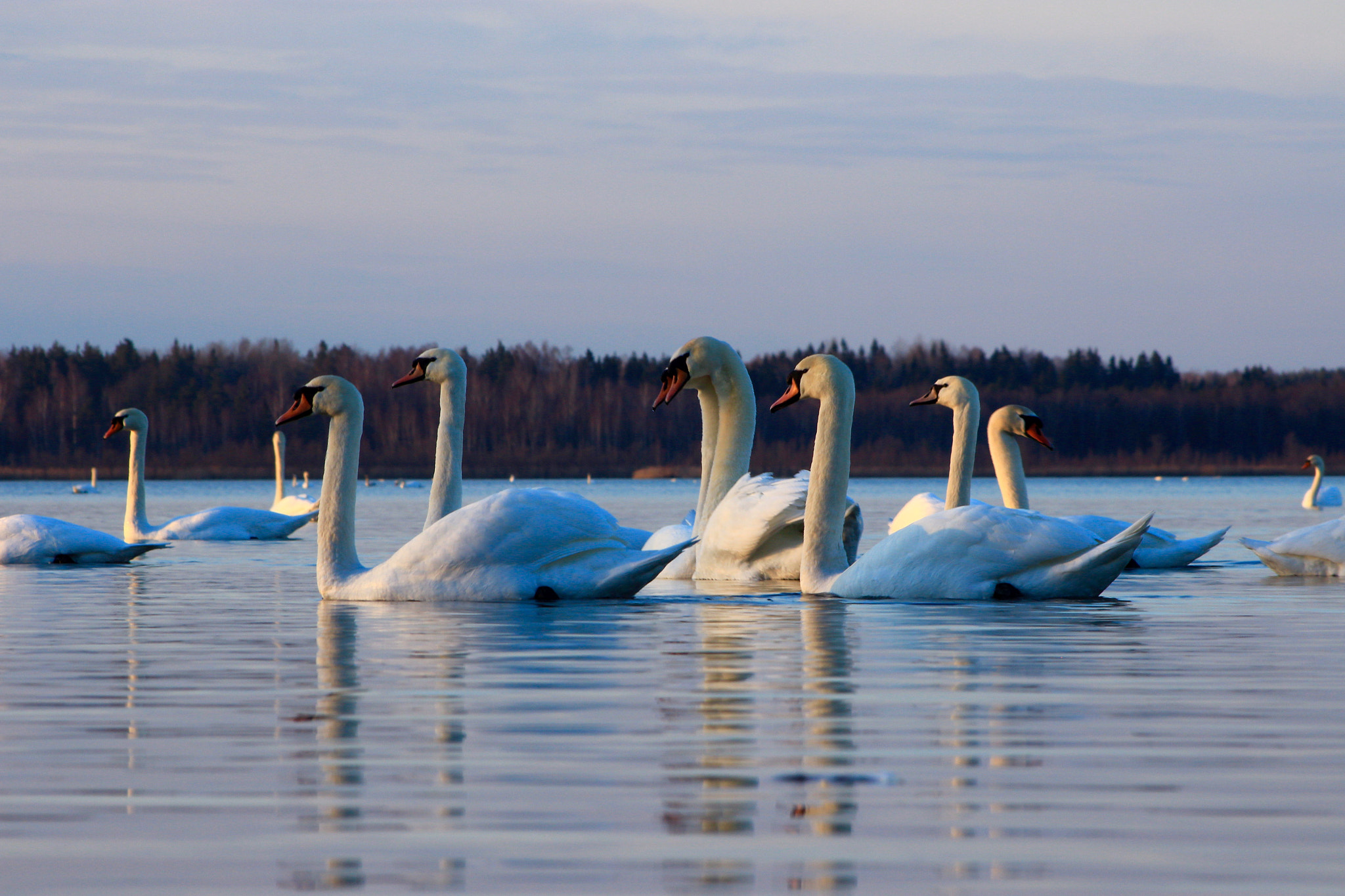 Canon EF75-300mm f/4-5.6 sample photo. Swans starting spring season. photography