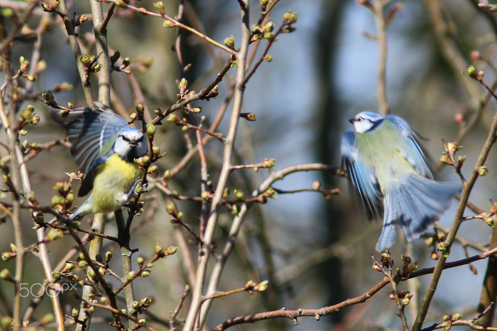 Canon EF 300mm F4L IS USM sample photo. Mesanges photography