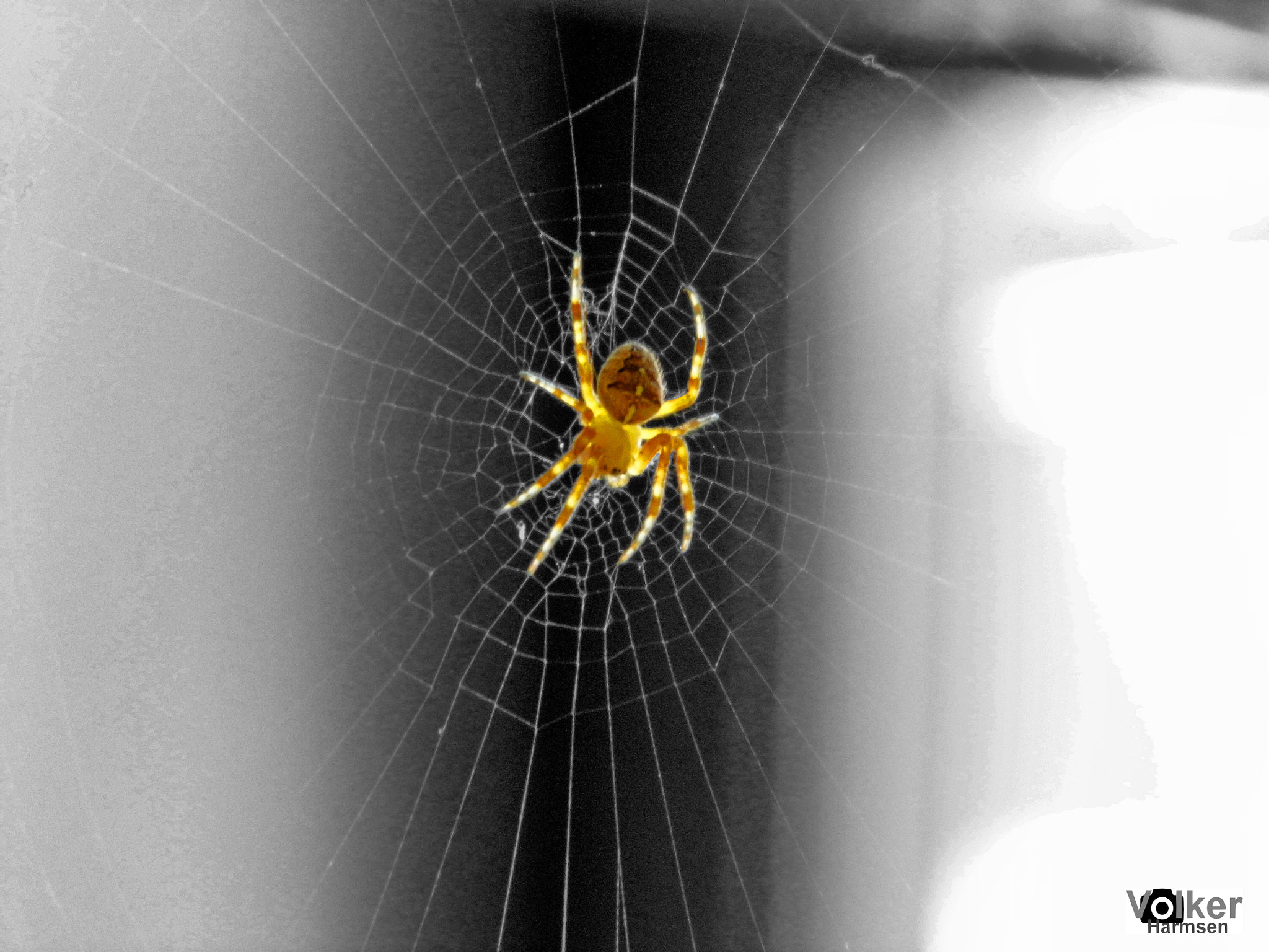 PENTACON luxmedia 16-Z21S sample photo. A spider with web photography