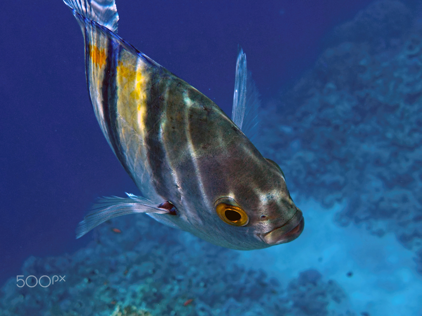 Nikon Coolpix S32 sample photo. From the deep red sea photography