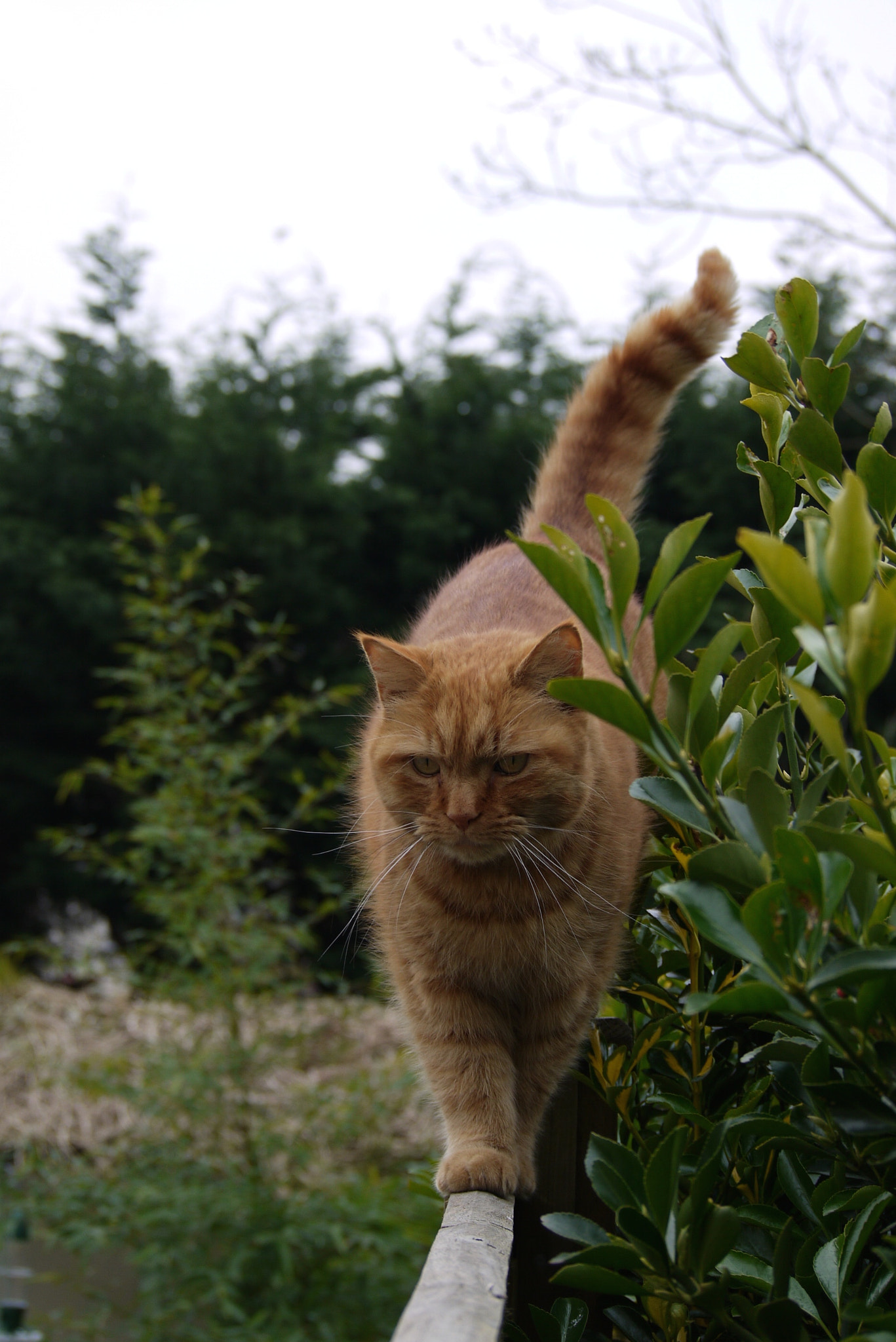 Panasonic Lumix DMC-G10 sample photo. Ginge approaches ! photography