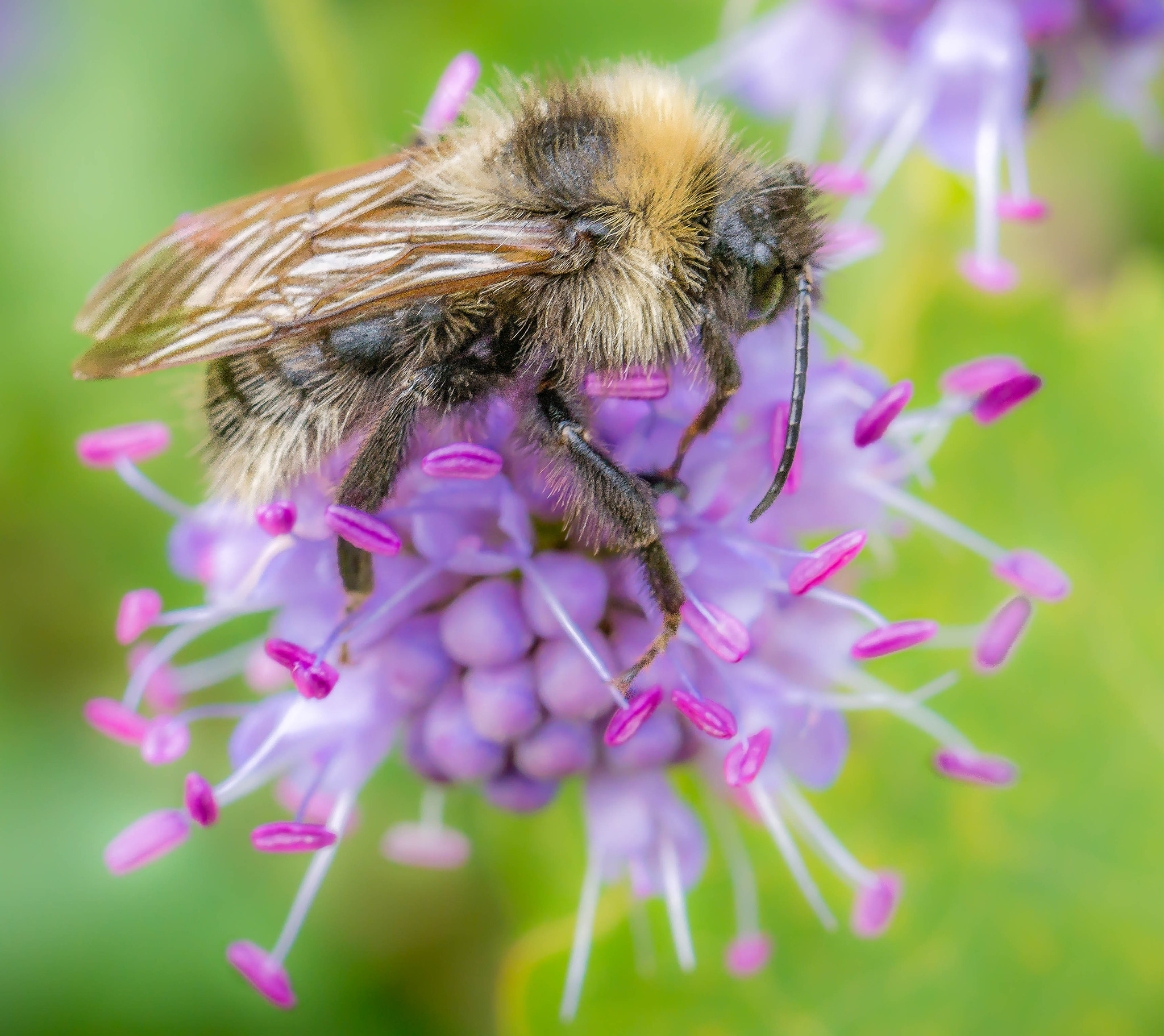 Sony Alpha NEX-5R + E 50mm F1.8 OSS sample photo. Bumblebee on flower photography