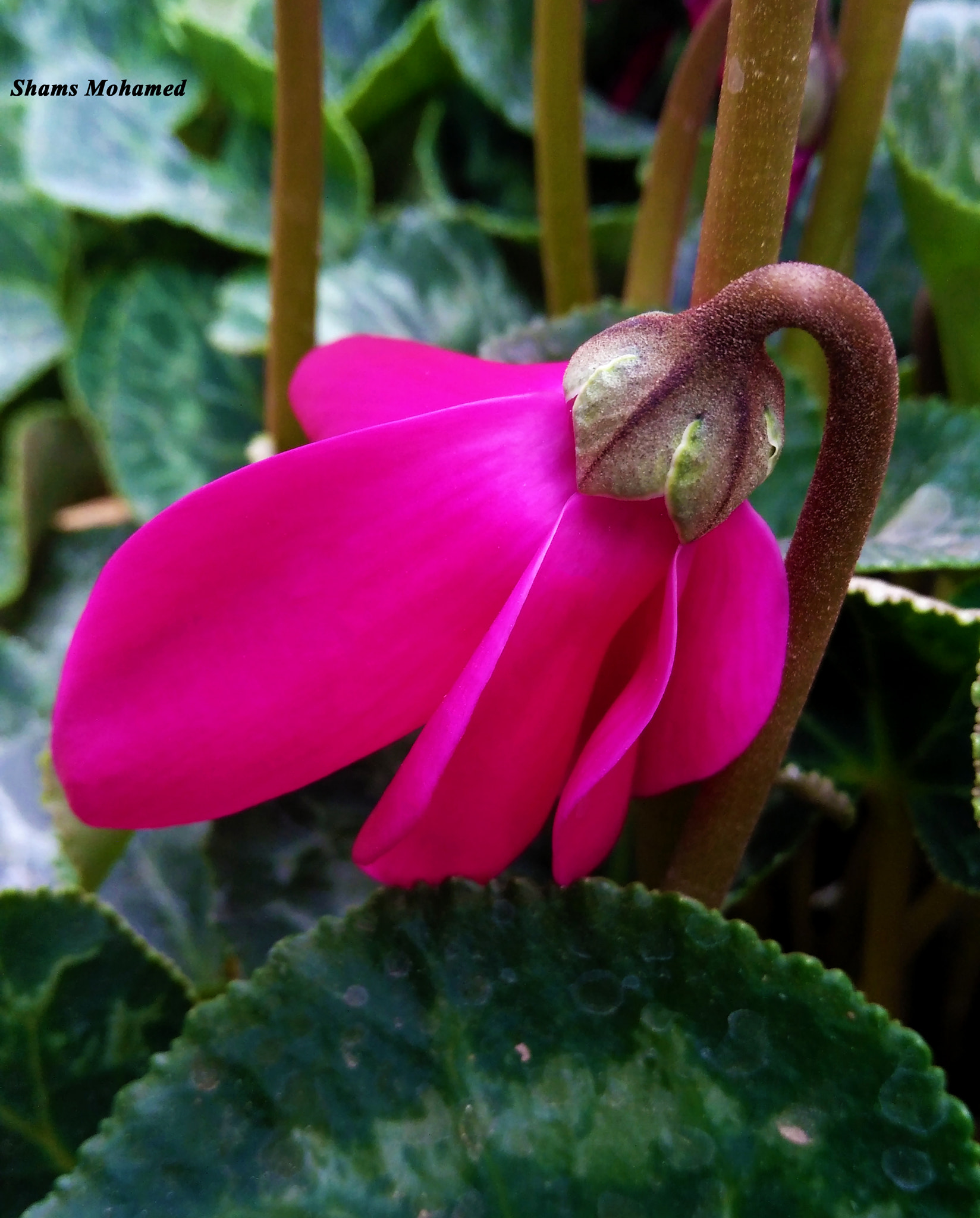 OPPO R7 Lite sample photo. Shy rose  photography