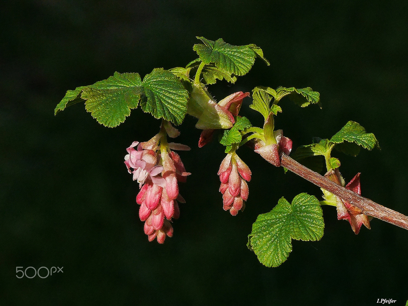 Olympus M.Zuiko Digital ED 60mm F2.8 Macro sample photo. In my garden photography