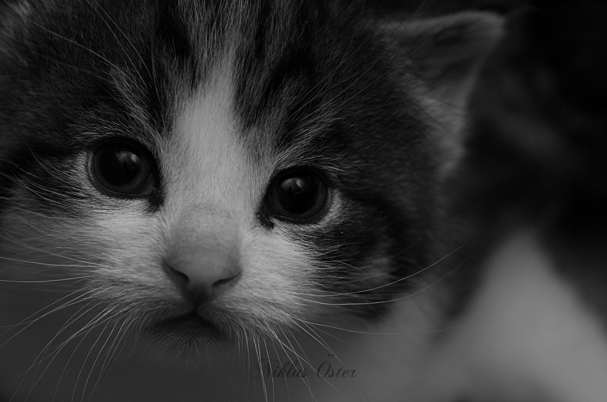 Pentax K-50 + Tamron SP AF 90mm F2.8 Di Macro sample photo. Say hello to frans! photography