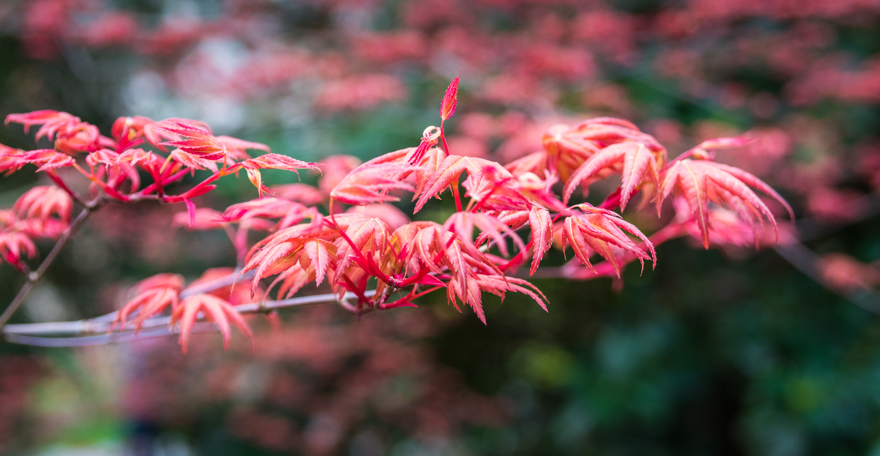 AF Zoom-Nikkor 28-105mm f/3.5-4.5D IF sample photo. Japanese maple leaves photography