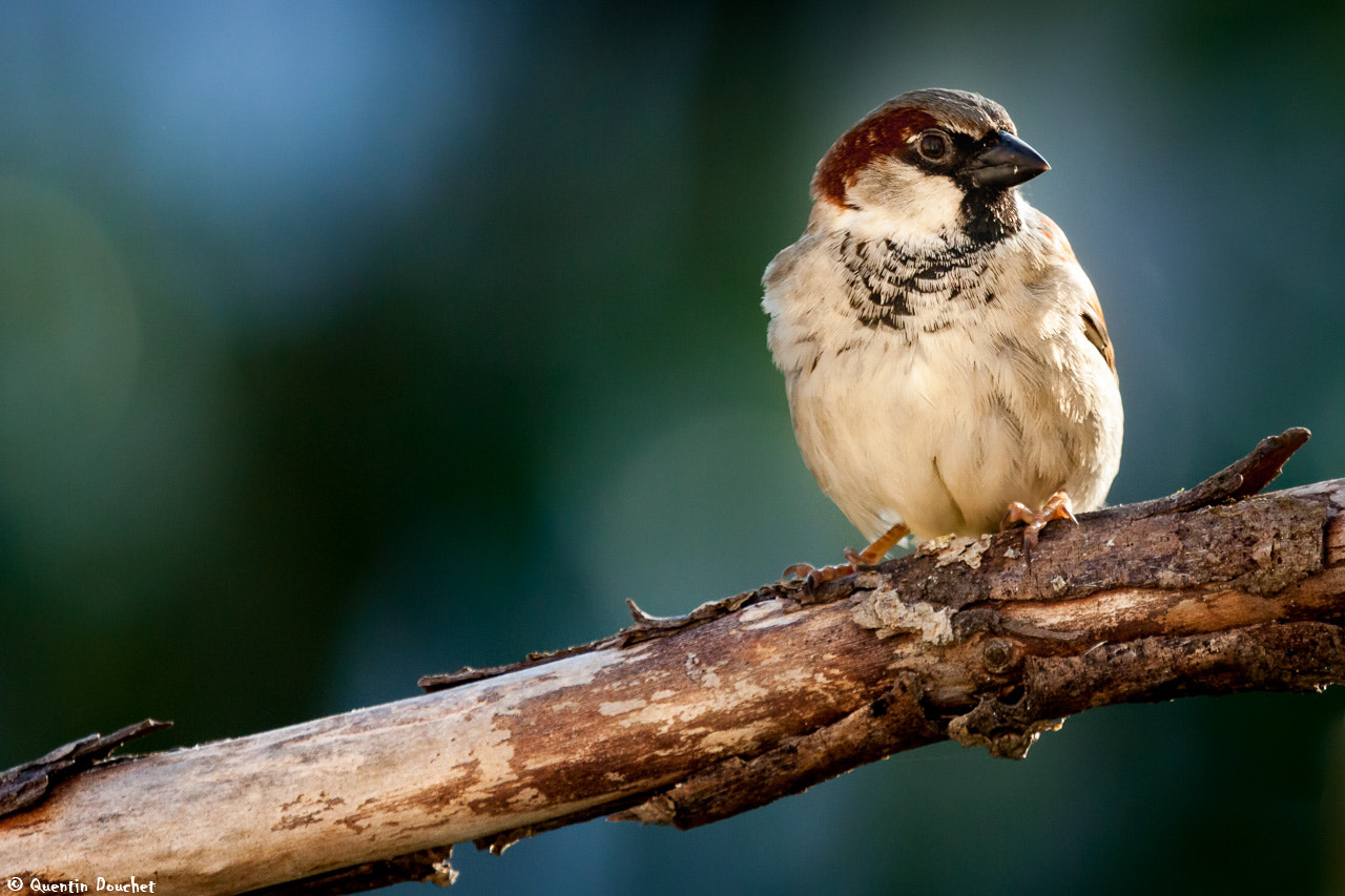 Canon EF 100-400mm F4.5-5.6L IS USM sample photo. Moineau photography