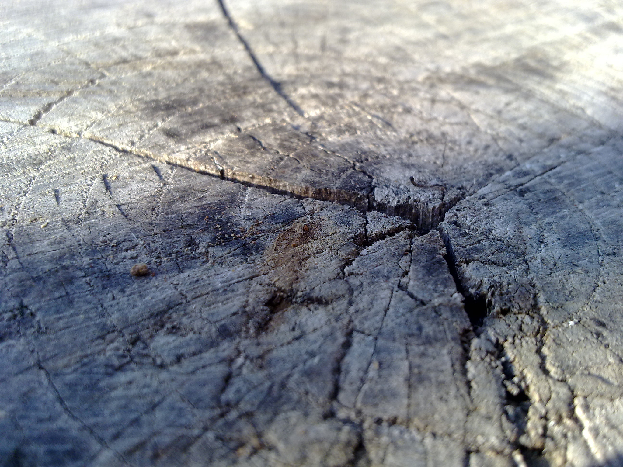 Nokia N97 mini sample photo. Tree substance photography