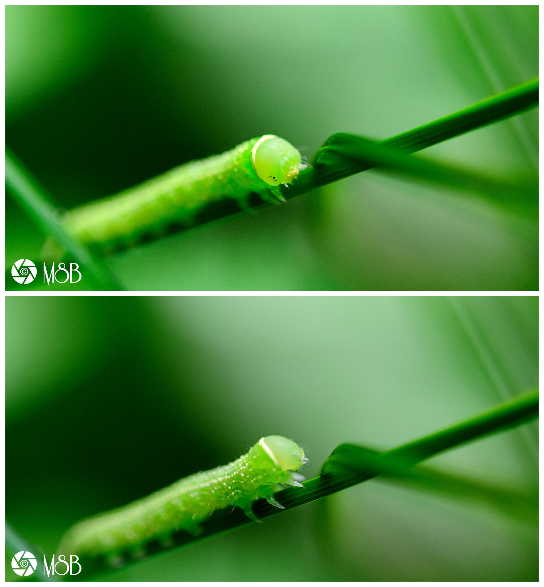 Nikon AF-S Micro-Nikkor 60mm F2.8G ED sample photo