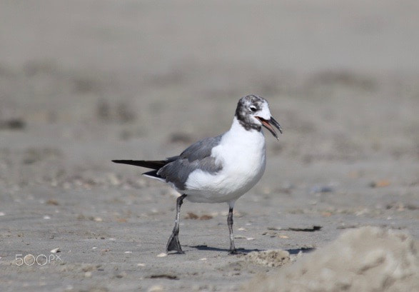 Canon EF 70-300mm F4-5.6 IS USM sample photo. Birds on the beach in galveston, texas photography