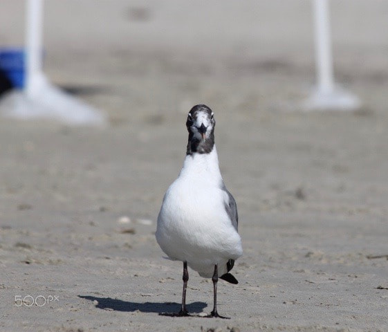 Canon EF 70-300mm F4-5.6 IS USM sample photo. Birds on the beach in galveston, texas photography