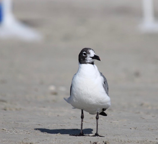 Canon EF 70-300mm F4-5.6 IS USM sample photo. Birds on the beach in galveston, texas photography