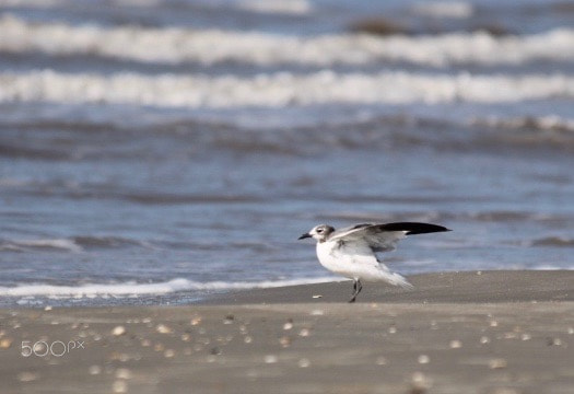 Canon EF 70-300mm F4-5.6 IS USM sample photo. Birds on the beach in galveston, texas photography