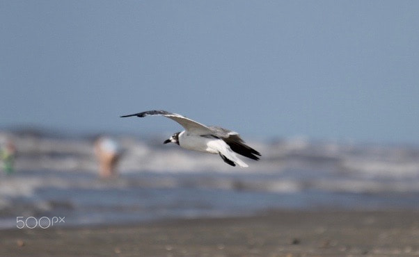 Canon EF 70-300mm F4-5.6 IS USM sample photo. Birds on the beach in galveston, texas photography