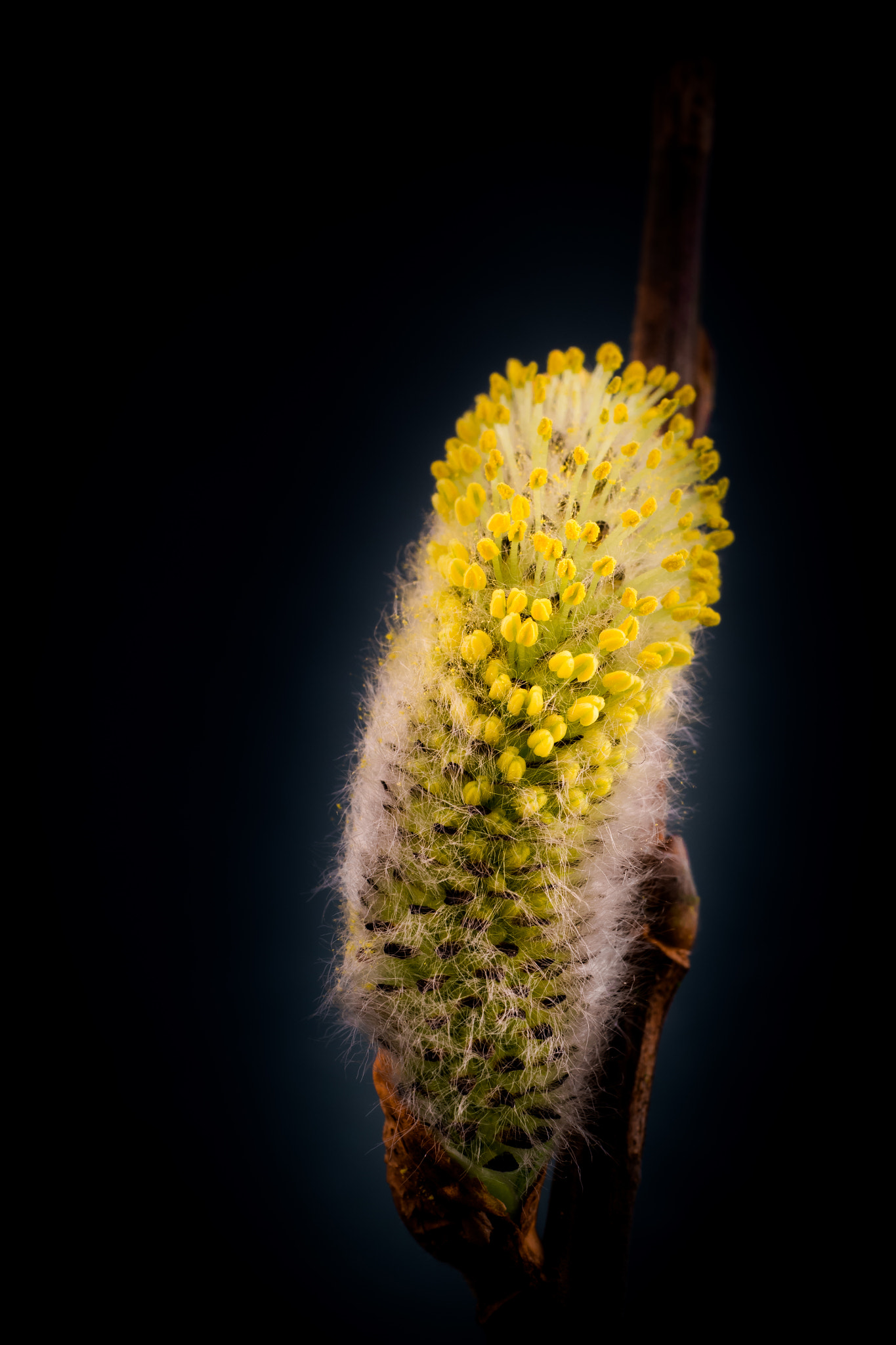 Panasonic Lumix G Macro 30mm F2.8 ASPH Mega OIS sample photo. Glowing willow catkin photography