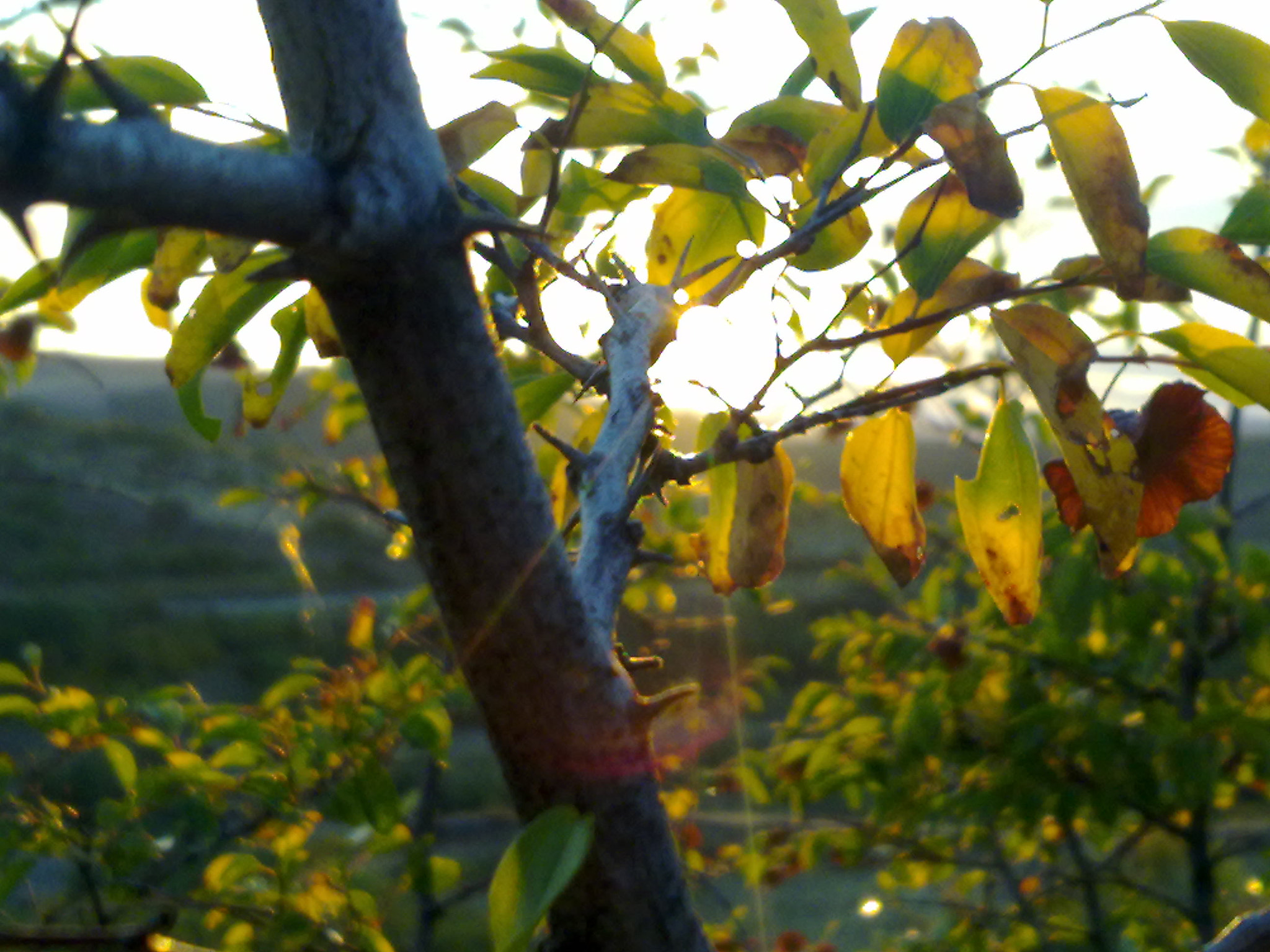Nokia N97 mini sample photo. Through me - early autumn photography