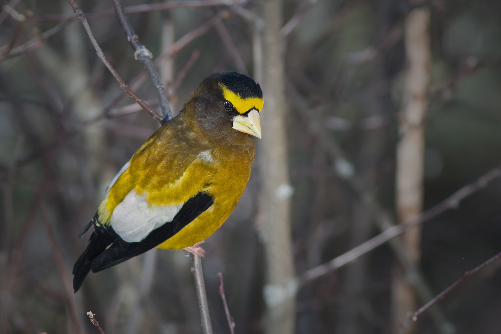 Canon EF 300mm F4L IS USM sample photo. Evening grosbeak 6674 photography