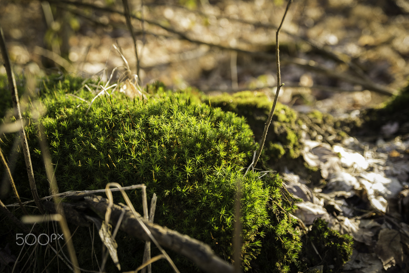 Sigma 24-60mm F2.8 EX DG sample photo. Mossy wood photography